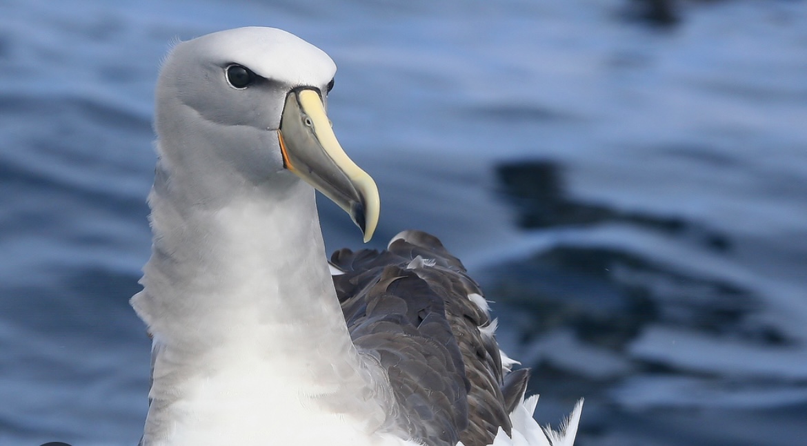 Galería Vegvisir Sailing